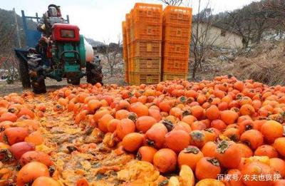 農(nóng)產(chǎn)品滯銷 本質(zhì)探究與年度現(xiàn)象解析